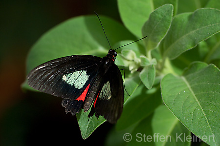 212 gewoehnlicher Parides - Parides iphidamus